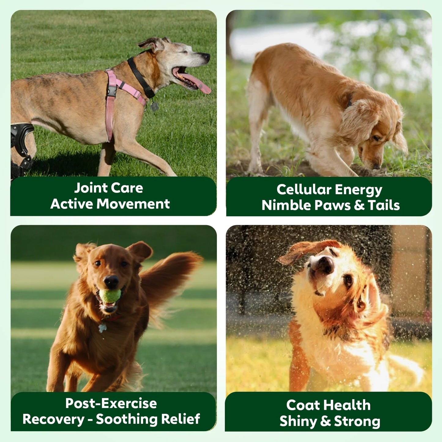 Nutridog Happy Senior Chews